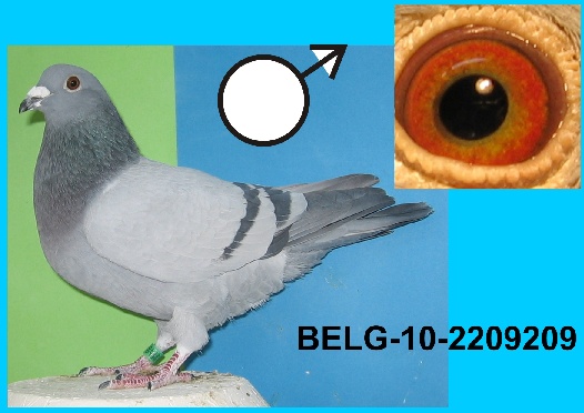 136-BELG-10-2209209