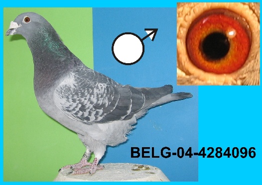 63-BELG-04-4284096