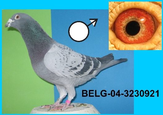 66-BELG-04-3230921