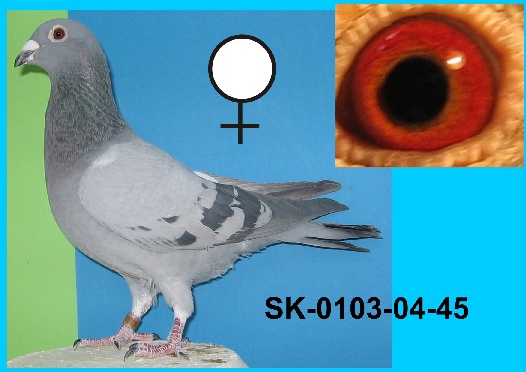 SK-0103-04-45