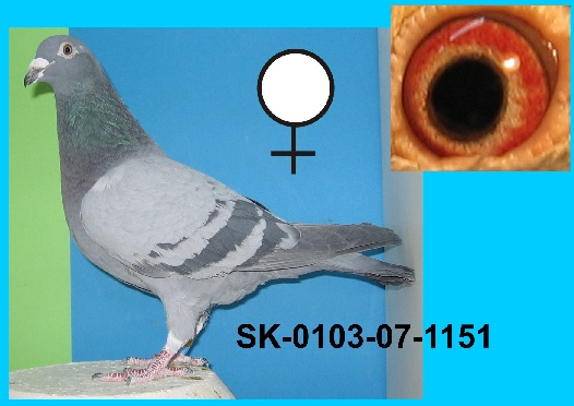 SK-0103-07-1151